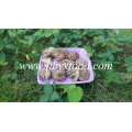 4-6cm Whole Dried Tea Flower Mushroom Export Vegetable